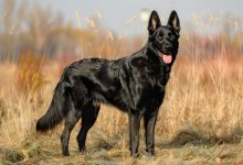 German Shepherd Dog